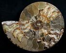 Huge Wide Cleoniceras Ammonite (Half) #6408-1
